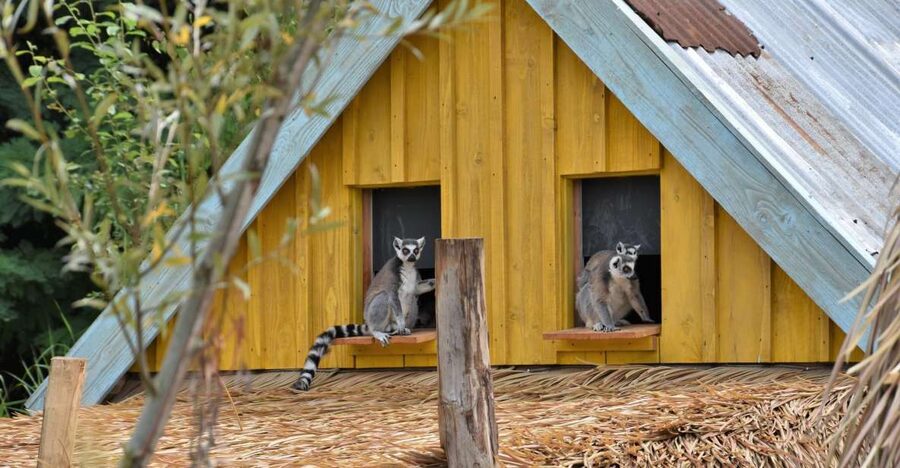 Overloon: ZooParc Entrance Ticket - Jangalee and Ngorongoro: tigers, then lions, giraffes, and feeding power