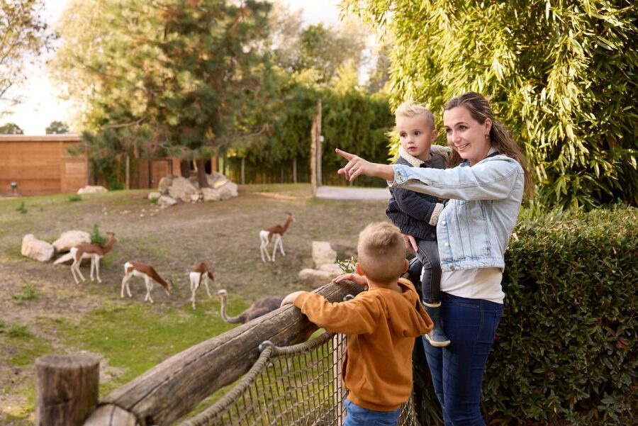 Overloon: ZooParc Entrance Ticket - Itampolo: ring-tailed lemurs plus tortoises and giant pelicans