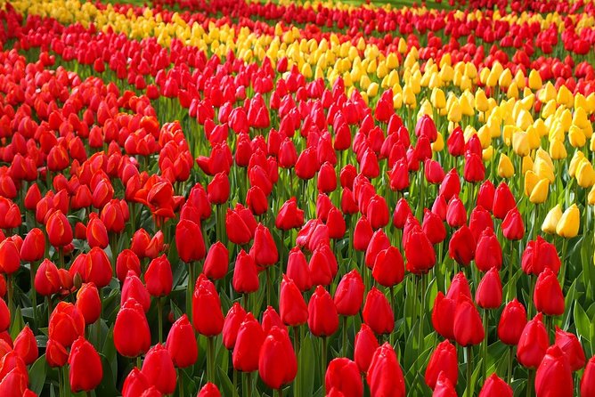 Private Day Trip from Amsterdam to Keukenhof with Entrance Tickets - Key points to know before you go