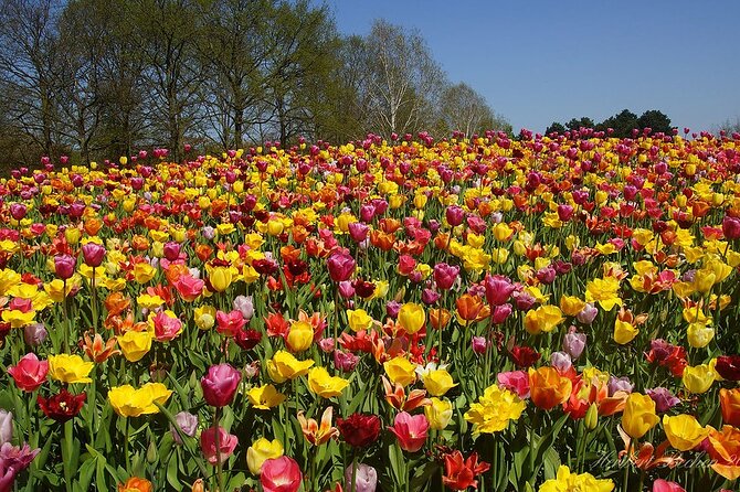Private Day Trip to Keukenhof Gardens with Entrance Tickets - Why a private Keukenhof day trip from Amsterdam works so well