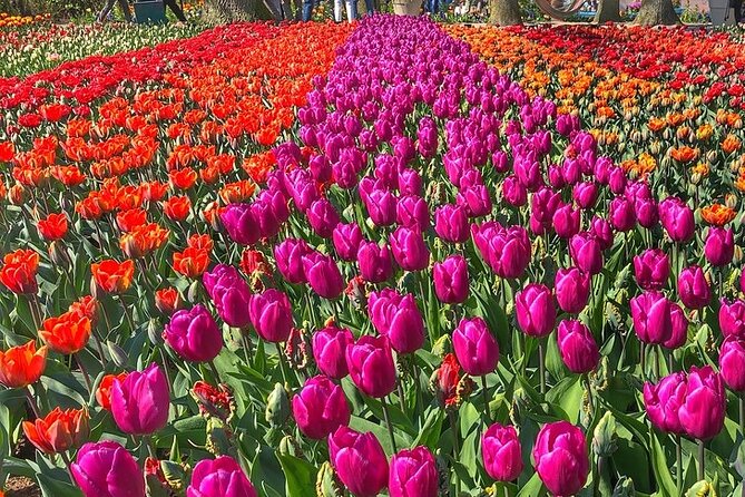 Private Day Trip to Keukenhof Gardens with Entrance Tickets - Transport back to Amsterdam, plus how to plan food