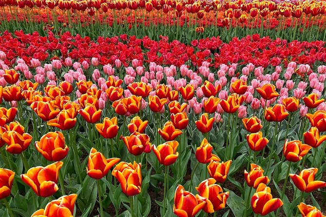 Private Flower Tour to the Keukenhof - Tickets and money: the price makes sense only if you do the math
