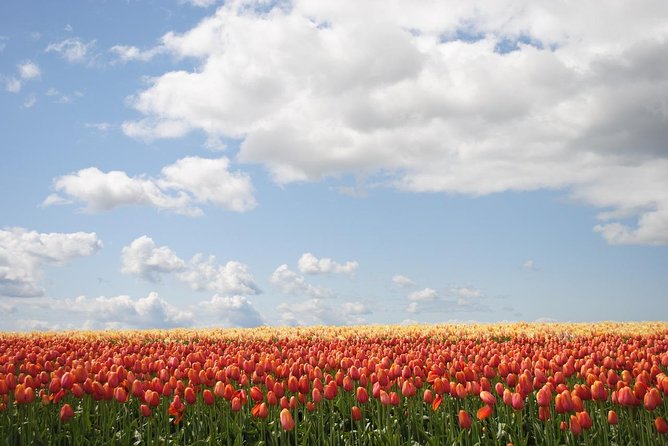 Private Half-Day Trip From Amsterdam to The Tulip Fields in Keukenhof - How the half-day schedule really feels in the real world