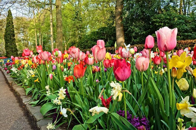 Private Keukenhof Gardens and Tulip Fields Tour from Amsterdam - Keukenhof Gardens: 2.5 hours to wander your own route