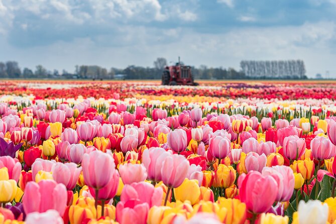 Private Keukenhof Gardens and Tulip Fields Tour from Amsterdam - Tulip Experience Amsterdam: a tulip story you can see