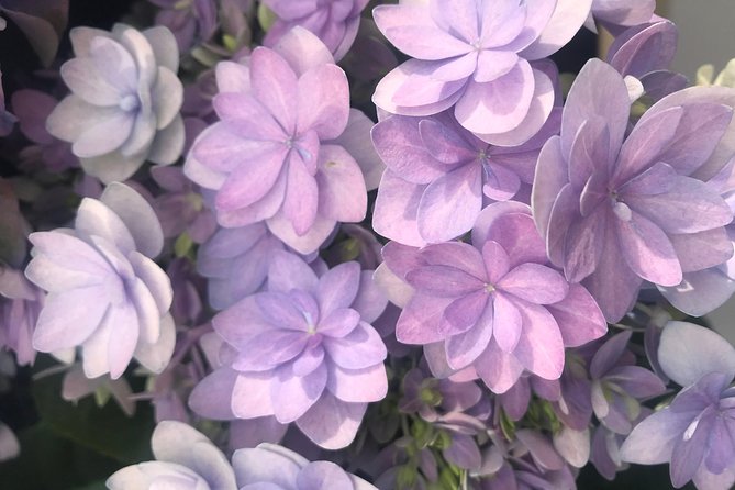 Private Tour to the Keukenhof and Tulip Fields - Keukenhof timing, gardens, and tulip fields without the rush