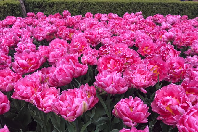 Private Tour to the Keukenhof and Tulip Fields - Aalsmeer flower auction: seeing the shipping machine at work