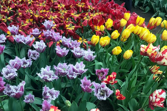 Private Tour to the Keukenhof and Tulip Fields - How the flexible route works in practice
