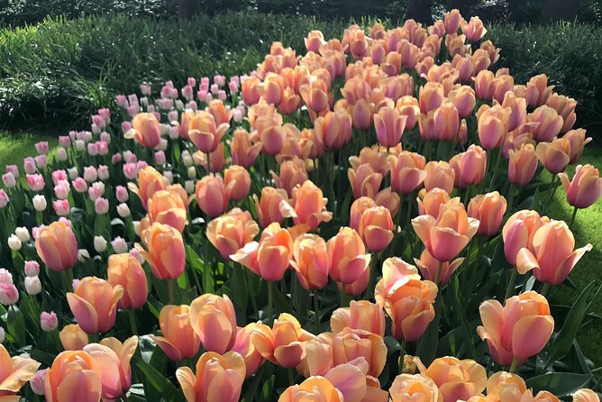 Private Tour to the Keukenhof and Tulip Fields - Price and value: what $318.70 buys you, and what it does not