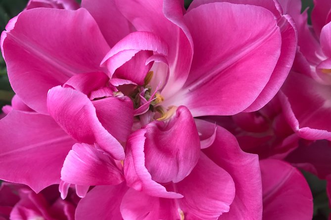 Private Tour to the Keukenhof and Tulip Fields - Who this private tulip day suits best