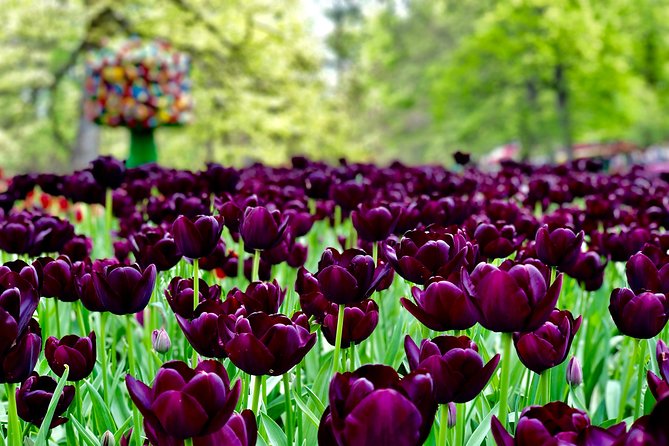 Private Tour to Windmills Zaanse Schans +Keukenhof - 7 Hours - Your Guide-Photographer: The Secret Sauce for Better Photos