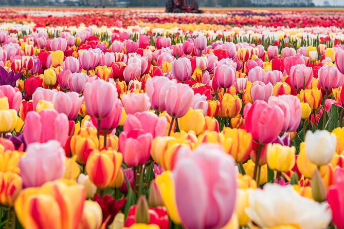 Private Tulip Fields, Windmills and Cheese Tour from Amsterdam - Key highlights worth planning around