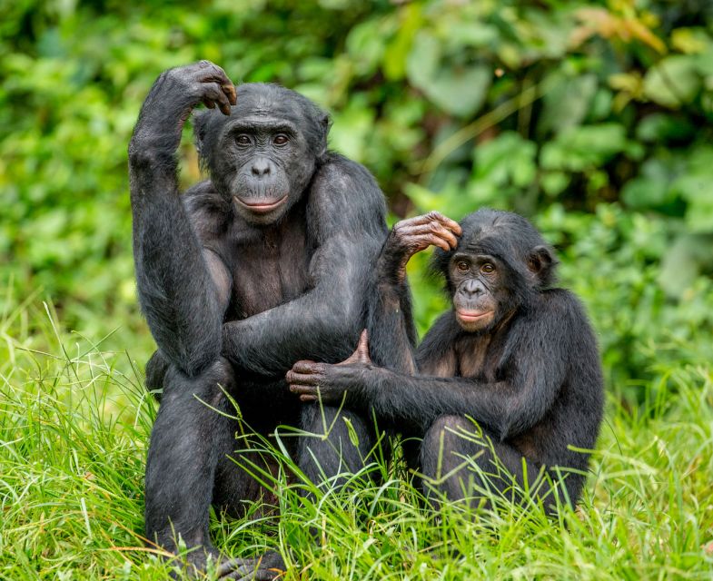 Rhenen: Ouwehands Zoo Entry Ticket - African elephant Bumi plus the primate energy