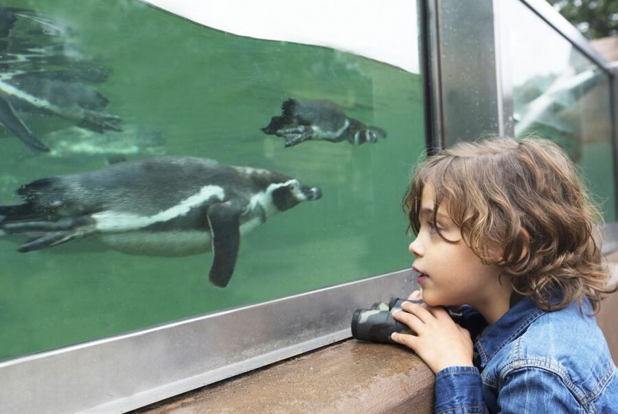 Rhenen: Ouwehands Zoo Entry Ticket - How much time you should plan for this 1-day ticket