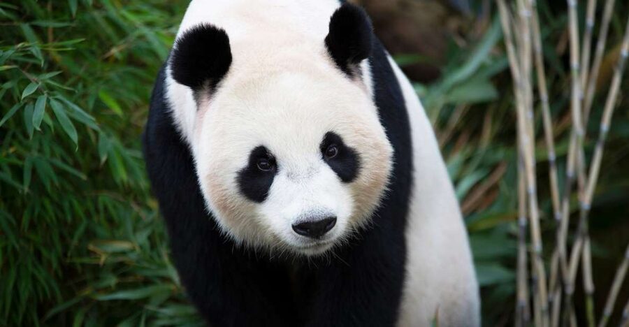 Rhenen: Ouwehands Zoo Entry Ticket - Price and value, is $36 per person fair for this zoo day?