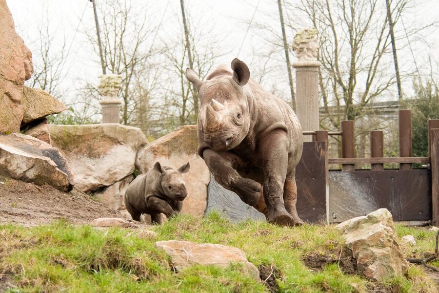 Rotterdam: Rotterdam Zoo Blijdorp Entry Ticket - Asian habitats in Taman Indah: green space, elephants, and rhinos