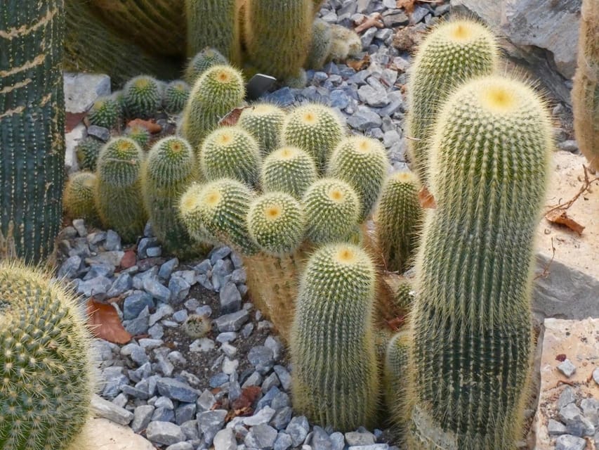 Rotterdam: Trompenburg Botanical Gardens Entry Ticket - Sunday afternoons: guided walks, workshops, and lectures