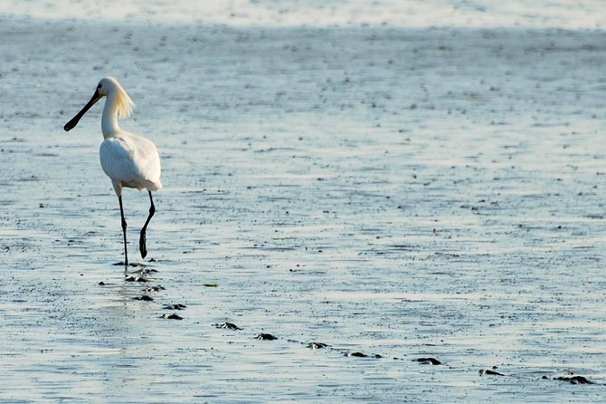 Seal Safari at UNESCO Site Waddensea from Amsterdam - Timing and the overall pacing (about 6 hours total)