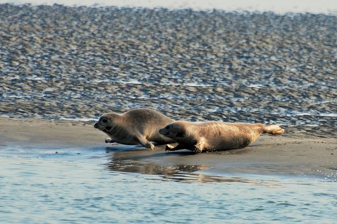 Seal Safari at UNESCO Site Waddensea from Amsterdam - Weather reality: how “all weather” usually works in practice