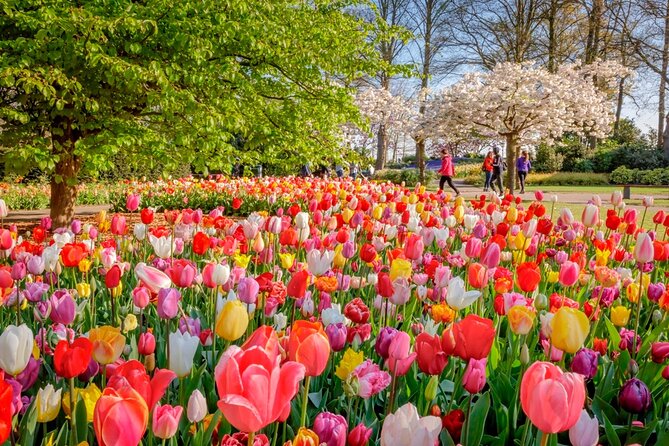 Skip-the-Line Keukenhof Gardens and Tulip Fields Tour from Amsterdam - The Real Advantage: Keukenhof Skip-the-Line, Without the Group Rush