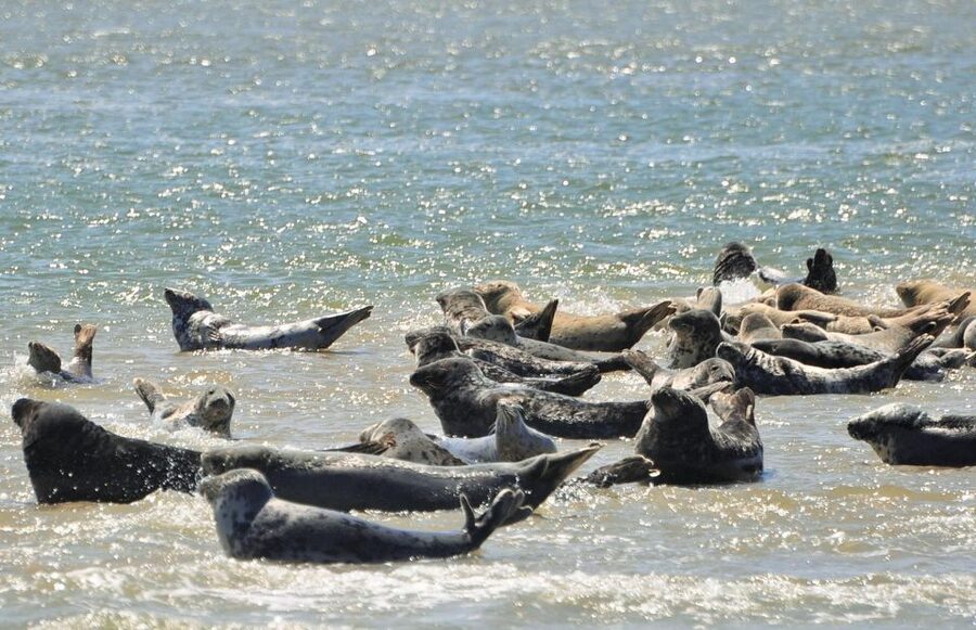 Small group full day island tour to Texel from Amsterdam - What to pack so you enjoy every stop