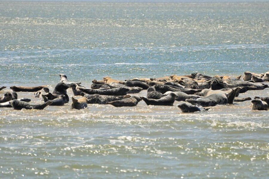 Small group full day island tour to Texel from Amsterdam - Crossing to Texel: the ferry ride is part of the day