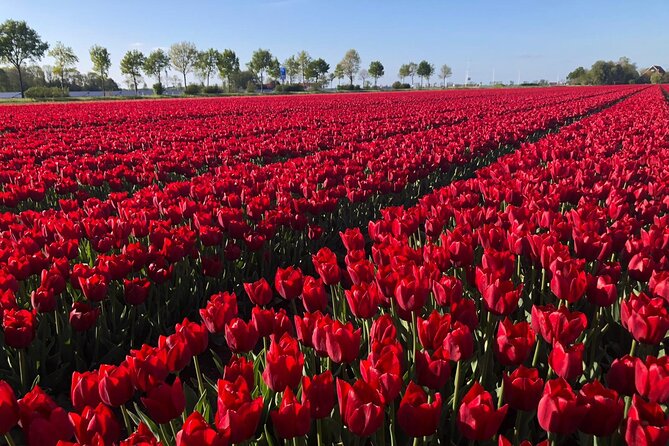 Small Group Keukenhof and Delft Guided Tour from Amsterdam - Price and value: why $191.88 can make sense
