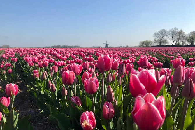 Small Group Tulip and Spring Flower Fields Bike Tour - Alkmaar is the smart starting point for spring biking
