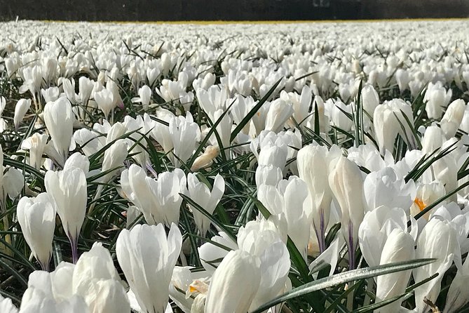 Small Group Tulip and Spring Flower Fields Bike Tour - Cycling through tulip fields and farm areas: what you actually experience