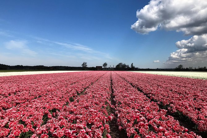 Small Group Tulip and Spring Flower Fields Bike Tour - The guide matters more than you think, especially for comfort