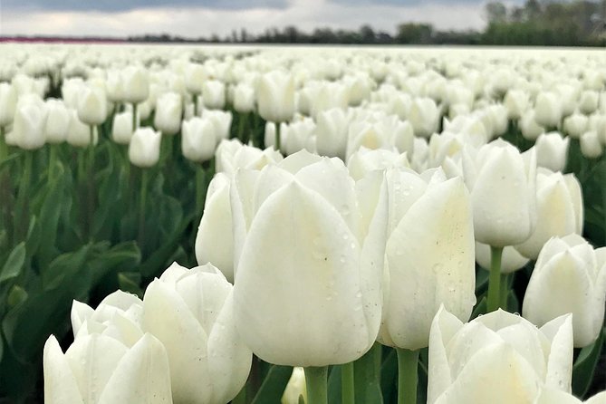 Small Group Tulip and Spring Flower Fields Bike Tour - Gear you should bring: helmet, layers, and bike rental expectations