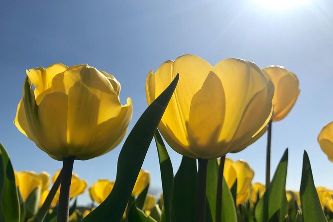 Small Group Tulip and Spring Flower Fields Bike Tour - Weather and wind: the one thing that can change your day