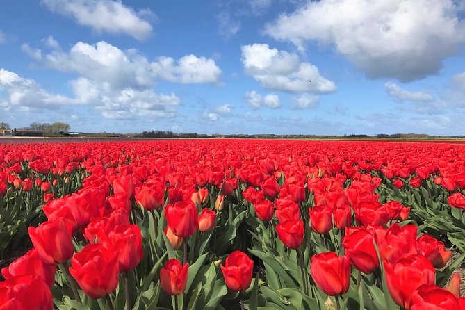 Small Group Tulip and Spring Flower Fields Bike Tour - Before you roll: meeting place, ticket, waiver, and what is included