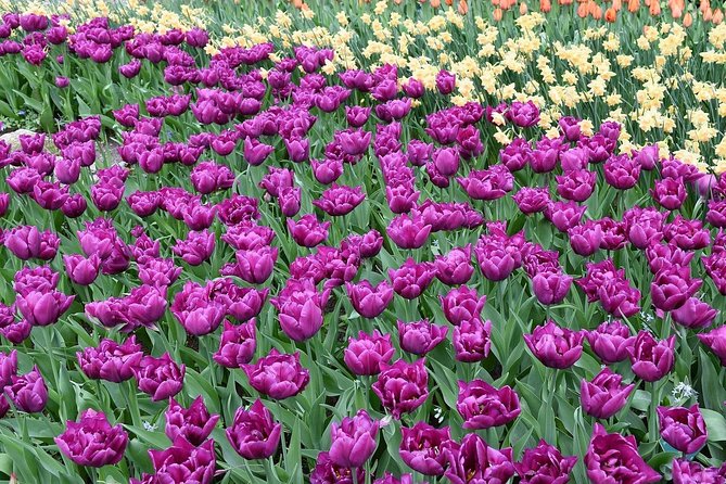 Tour to Giethoorn and Keukenhof Tulip Fields from Amsterdam - Who should book this day trip, and who should reconsider