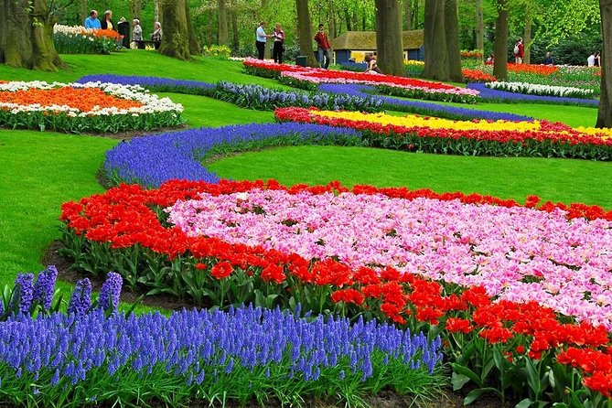 Tulip Experience and Keukenhof Flower Gardens Tour from Amsterdam - Your driver/host: comfort, communication, and local help