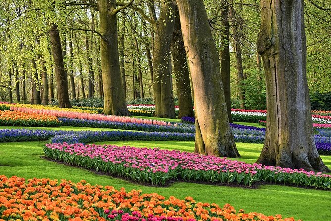 Tulip Experience and Keukenhof Flower Gardens Tour from Amsterdam - What to bring and what to do once you’re inside