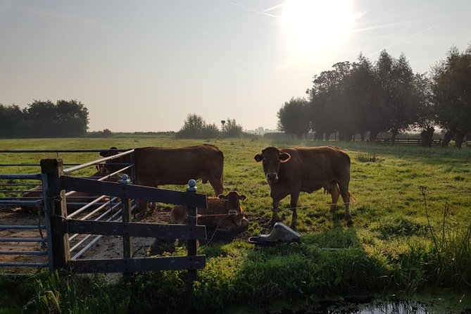 Zaanse Schans and Volendam Private Tour – Clogs, Cheese and More - Price and value: what $286.80 per person buys you in real-world terms